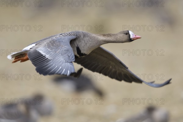 Greater White-fronted Goose (Anser albifrons) flying, North Rhine-Westphalia, Germany