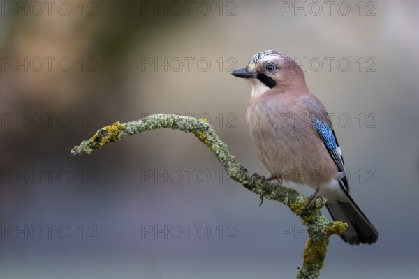Eurasian Jay (Garrulus glandarius) perched on a branch, Saxony-Anhalt, Germany
