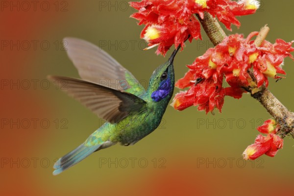 Hummingbird with pink bloom in forest habitat. Green Violet-ear, Colibri thalassinus, flying in the nature tropical wood habitat, red flower, Tapanti NP, Costa Rica. Wildlife scene from jungle