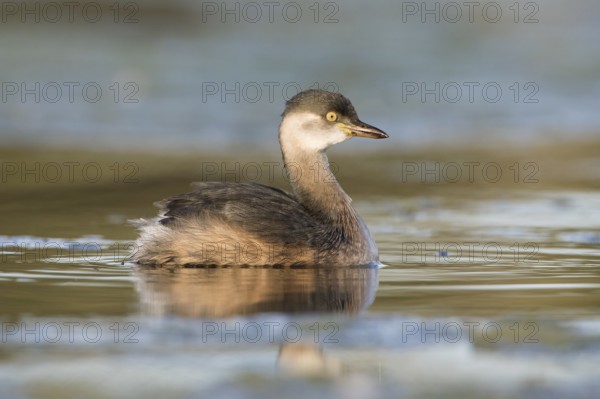 Australasian Grebe (Tachybaptus novaehollandiae), Victoria, Australia