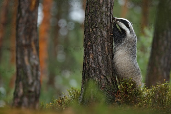 Badger in forest, animal nature habitat, Germany, Europe. Wildlife scene. Wild Badger, Meles meles, animal in wood. European badger, autumn pine green forest. Mammal environment, rainy day