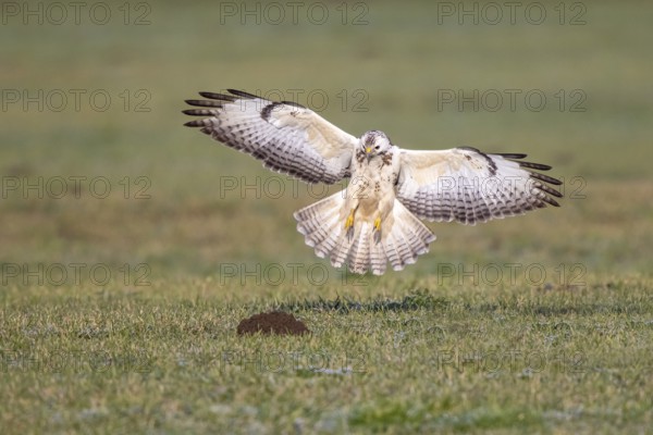Common Buzzard (Buteo buteo) appproaching, North-Rhine Westphalia, Germany