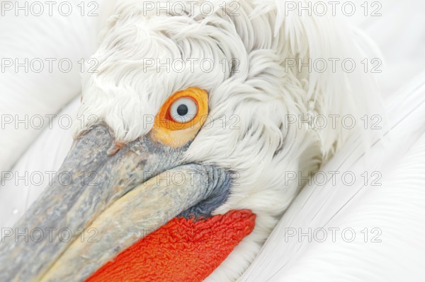 Dalmatian pelican, Pelecanus crispus, in Lake Kerkini, Greece. Palican with open wing, hunting animal. Wildlife scene from Europe nature. Bird on blue sky. Palican with long orange bill. Bird in fly