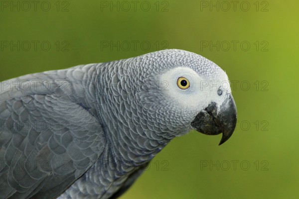 Detail portrait of beautiful grey parrot. African Grey Parrot, Psittacus erithacus, sitting on the branch, Africa. Bird from the Gabon green tropic forest. Close-up portrait of rare bird from Congo
