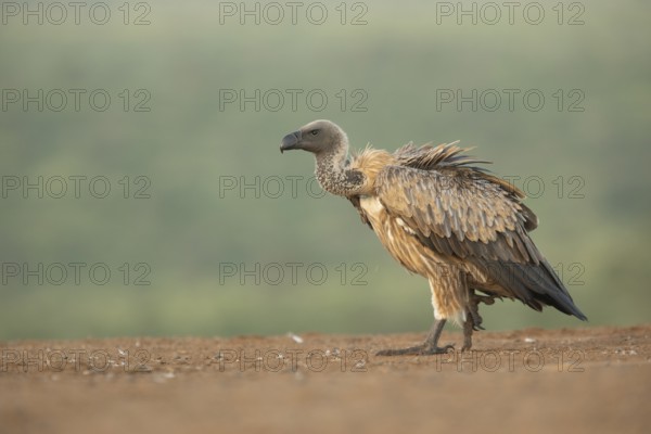 White-backed Vulture (Gyps africanus), South Africa