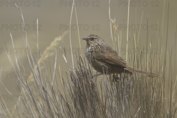 Junin Canastero (Asthenes virgata), Central Highlands, Peru
