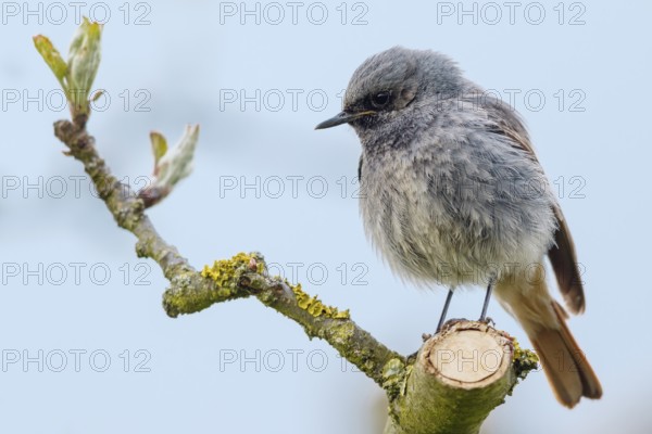 Hausrotschwanz, Phoenicurus ochruros Black Redstart, Phoenicurus ochruros