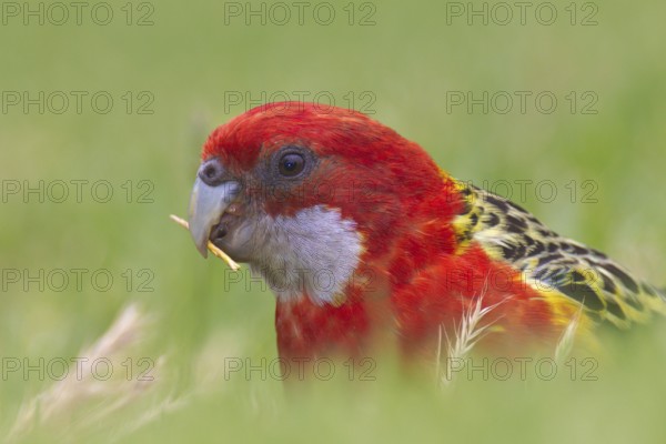 Eastern Rosella (Platycercus eximius), South Australia, Australia