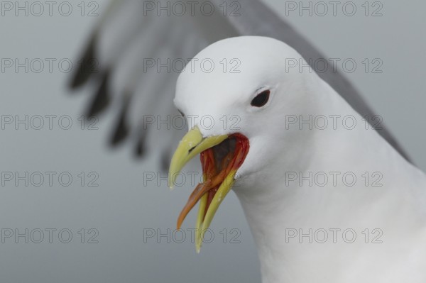 Black-legged Kittiwake (Rissa tridactyla), Scotland, United Kingdom