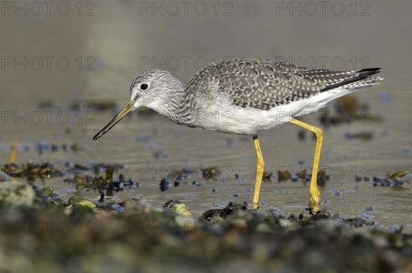 Greater Yellowlegs (Tringa melanoleuca), British Columbia, Canada