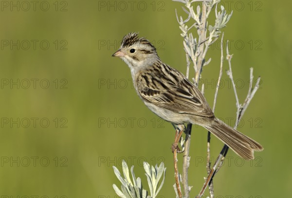 Clay-colored Sparrow (Spizella pallida), Alberta, Canada