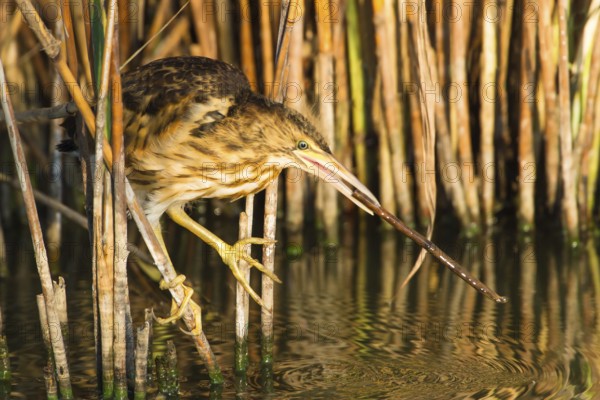 Little Bittern (Ixobrychus minutus) juvenile foraging, Thuringia, Germany