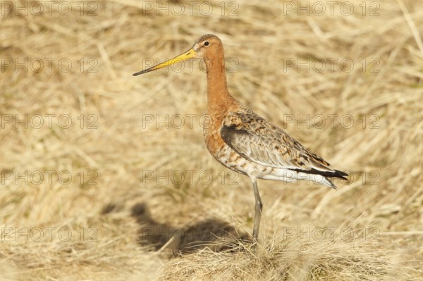 Black-tailed Godwit (Limosa limosa), Myvatn, Iceland
