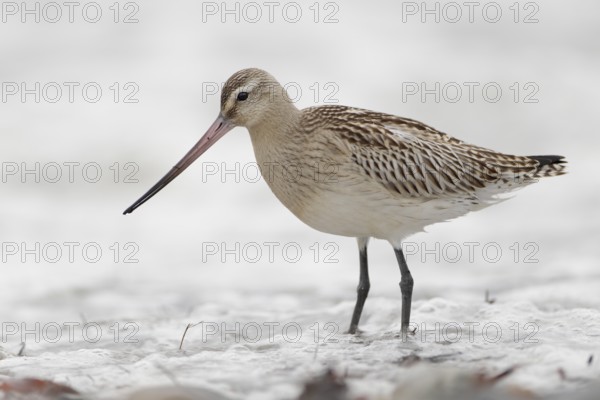 Pfuhlschnepfe, lat. Limosa lapponica, am Spülsaum nach Nahrung suchend, Düne von Helgoland: