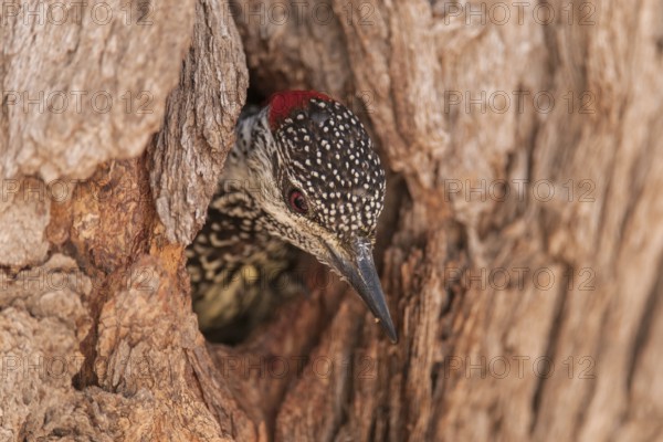 Golden-tailed Woodpecker (Campethera abingoni), Northern Cape, South Africa