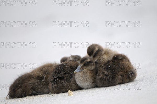 Eiderente (Somateria mollissima), Eider, ruhende Jungvoegel am Strand, Juni, Duene der Insel Helgoland, Schleswig-Holstein, Deutschland