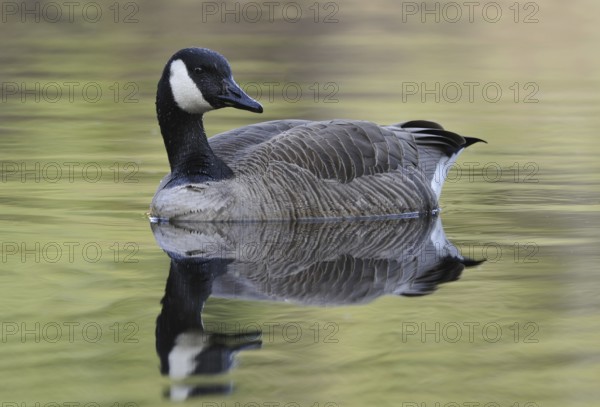 Canada Goose (Branta canadensis), British Columbia, Canada
