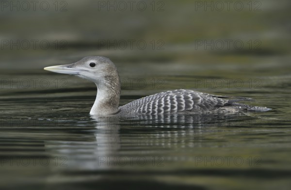 Yellow-billed Loon (Gavia adamsii), British Columbia, Canada