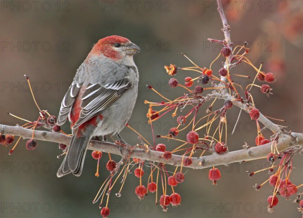 Pine Grosbeak (Pinicola enucleator) male, Saskatchewan, Canada