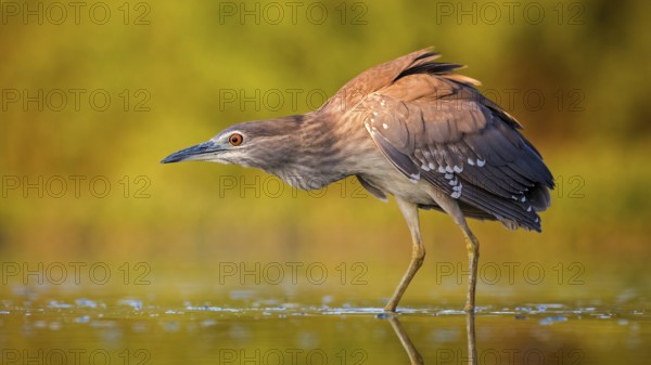 Black-crowned Night Heron (Nycticorax nycticorax) juvenile hunting, Hungary