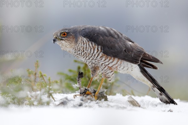 Eurasian sparrowhawk, Accipiter nisus, sitting on the snow in the forest with caught little songbird. Wildlife animal scene from nature. Bird in the winter forest habitat