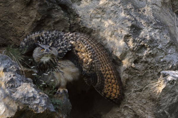 Eurasian Eagle-Owl (Bubo bubo) juvenile threatening, perched on a rock, North Rhine-Westphalia, Germany