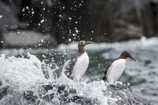 Common Murre (Uria aalge), Farne Islands, United Kingdom