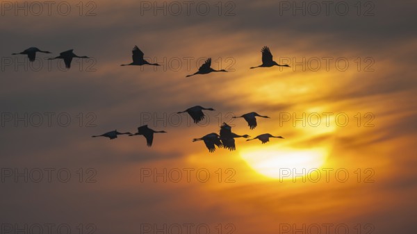 Common Crane (Grus grus) flying, Mecklenburg-Western Pomerania, Germany