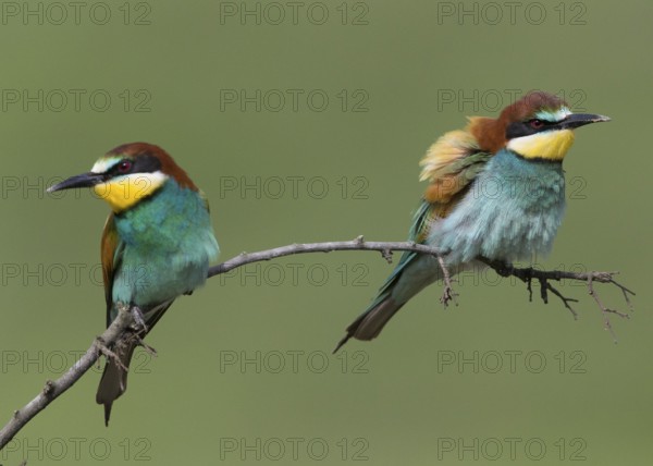 European Bee-eater (Merops apiaster) pair, Bulgaria