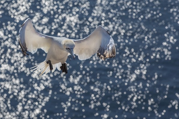 Northern Gannet (Morus bassanus) flying, Schleswig-Holstein, Germany