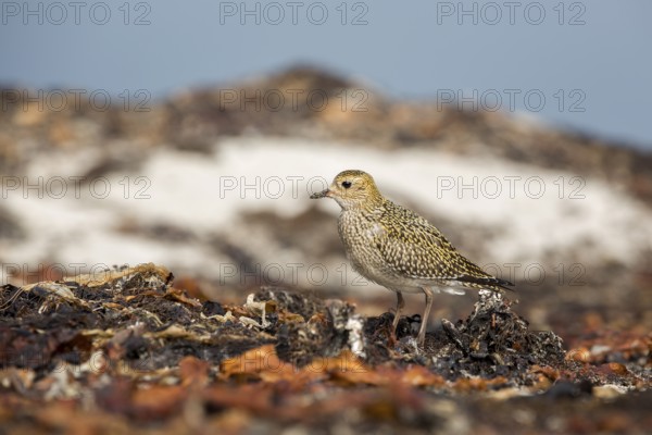 European Golden Plover (Pluvialis apricaria), Schleswig-Holstein, Germany