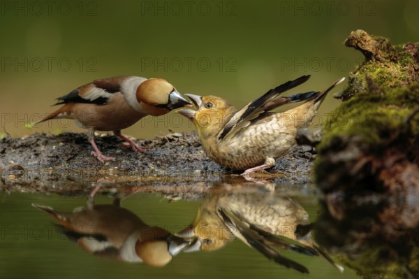 Appelvink man voert een appelvink jong, Hawfinch, Coccothraustes coccothraustes male is feeding juvenile