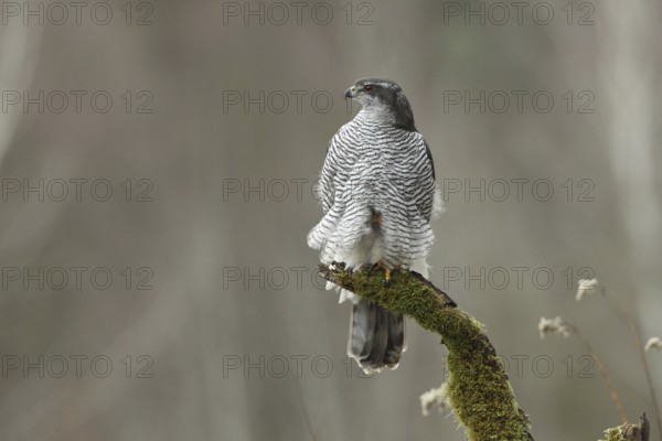 Northern Goshawk (Accipiter gentilis) female, Baden-Wuerttemberg, Germany