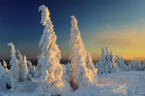 Snow-covered montane forest under rising sun at dawn, Brocken, Saxony-Anhalt, Germany