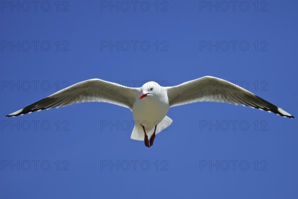 Silver Gull (Chroicocephalus novaehollandiae scopulinus) flying, South Island, New Zealand