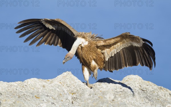 Griffon Vulture (Gyps fulvus), Mallorca, Spain