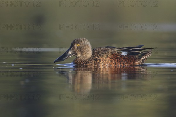Australasian Shoveler (Spatula rhynchotis) male, Victoria, Australia