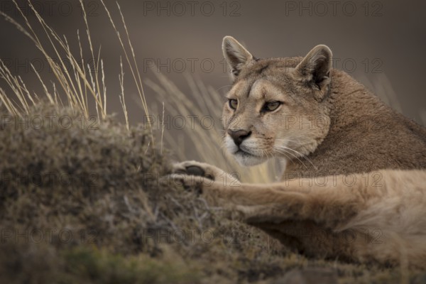 Puma, Torres del Paine National Park, Chile