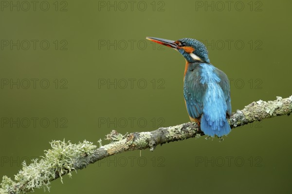 Common Kingfisher (Alcedo atthis) female perched on a branch, Andalusia, Spain