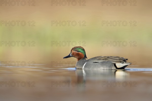 Green-winged Teal (Anas carolinensis) male, British Columbia, Canada