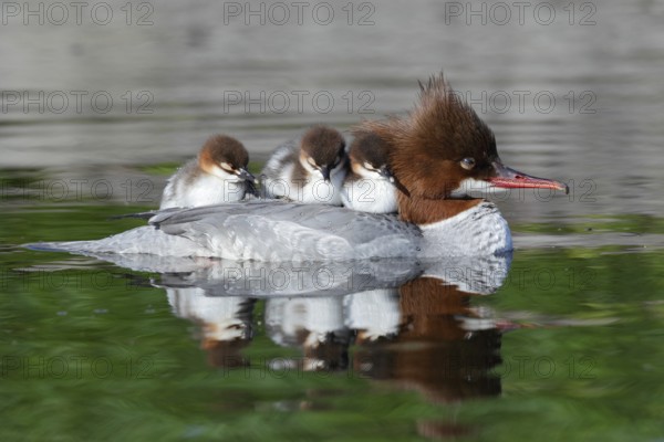 Common Merganser (Mergus merganser) female with chicks, Bavaria, Germany