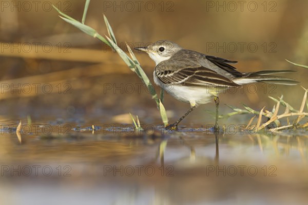 Yellow Wagtail - Schafstelze - Motacilla flava, Oman