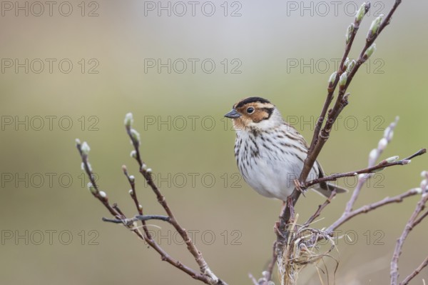 Little Buntint - Zwergammer - Emberiza pusilla, Russia