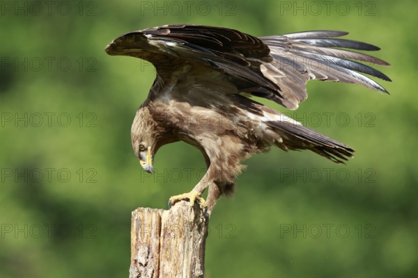 Lesser Spotted Eagle (Clanga pomarina) perched on a pale, Poland