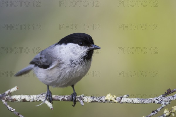 Willow Tit - Weidenmeise - Poecile montanus ssp. uralensis, Russia (Ural)