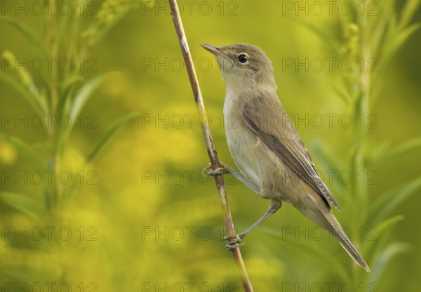 Eurasian Reed Warbler (Acrocephalus scirpaceus), Mecklenburg-Western Pomerania, Germany
