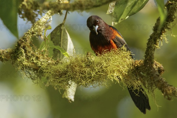 Martinique oriole (Icterus bonana) perched on a branch on the Caribbean Island of Martinique