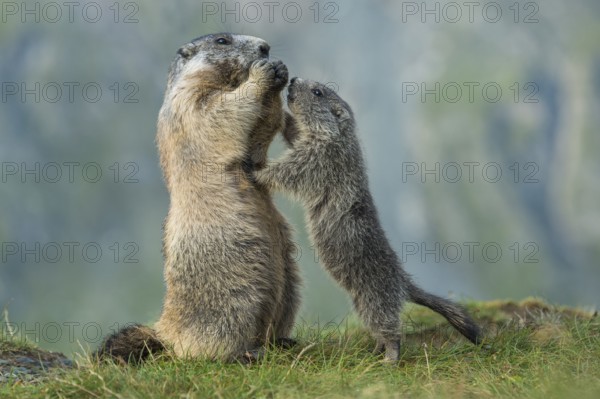 Alpine Marmot (Marmota marmota) adult with young, High Tauern National Park, Carinthia, Austria
