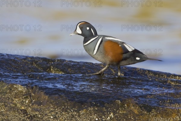 Harlequin Duck (Histrionicus histrionicus) male, British Columbia, Canada