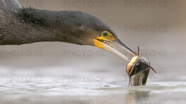 Great Cormorant (Phalacrocorax carbo) with captured Black bullhead (Ameiurus melas) prey in beak, Hungary